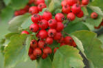 Crataegus image
